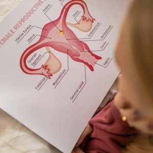 A detailed educational chart depicting the anatomy of the female reproductive system viewed from above.